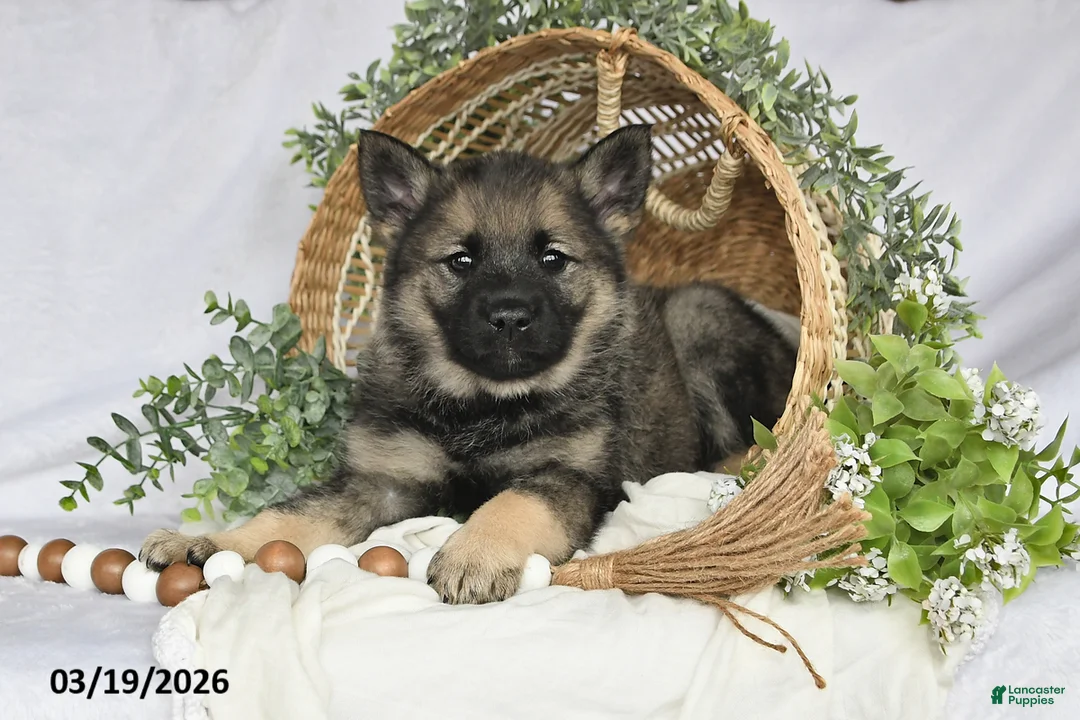 Norwegian Elkhound dogs for sale: Tonya - Ad 1