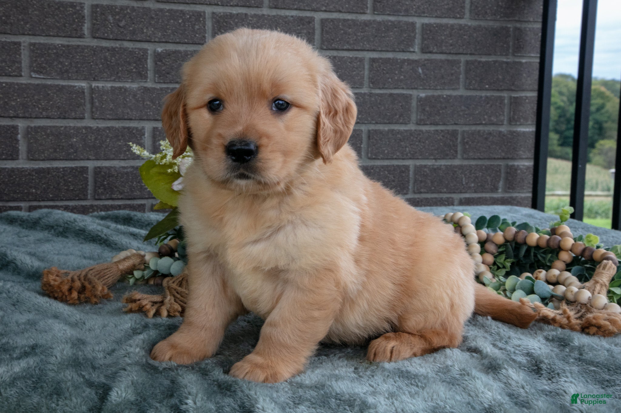 Golden Retriever dogs for sale: Emerald - Ad 4