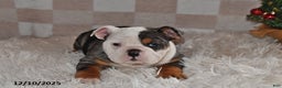 Olde English Bulldogge dogs for sale: Sadie - Ad 3