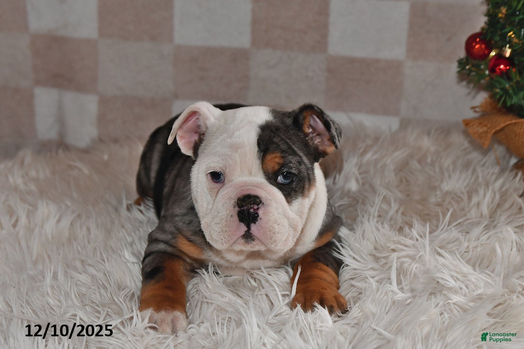 Olde English Bulldogge dogs for sale: Sadie - Ad 3
