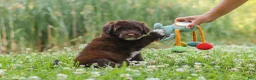 Portuguese Water Dog dogs for sale: Nora - Ad 7