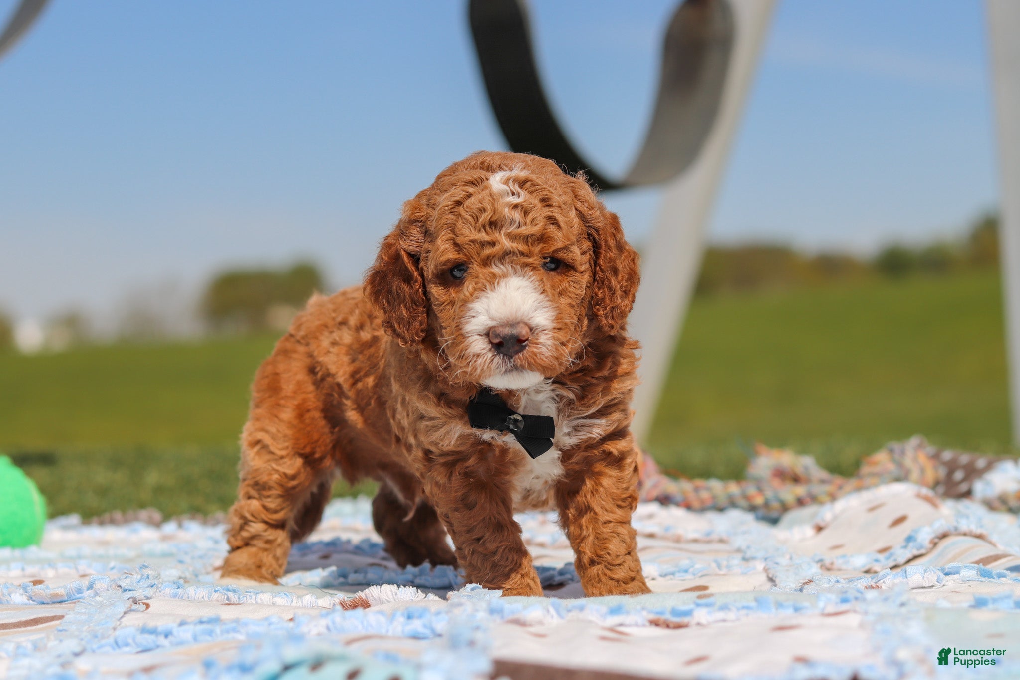 Mini Goldendoodle dogs Cade - Ad 1