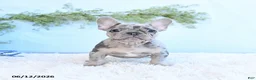 French Bulldog dogs for sale: Georige - Ad 4