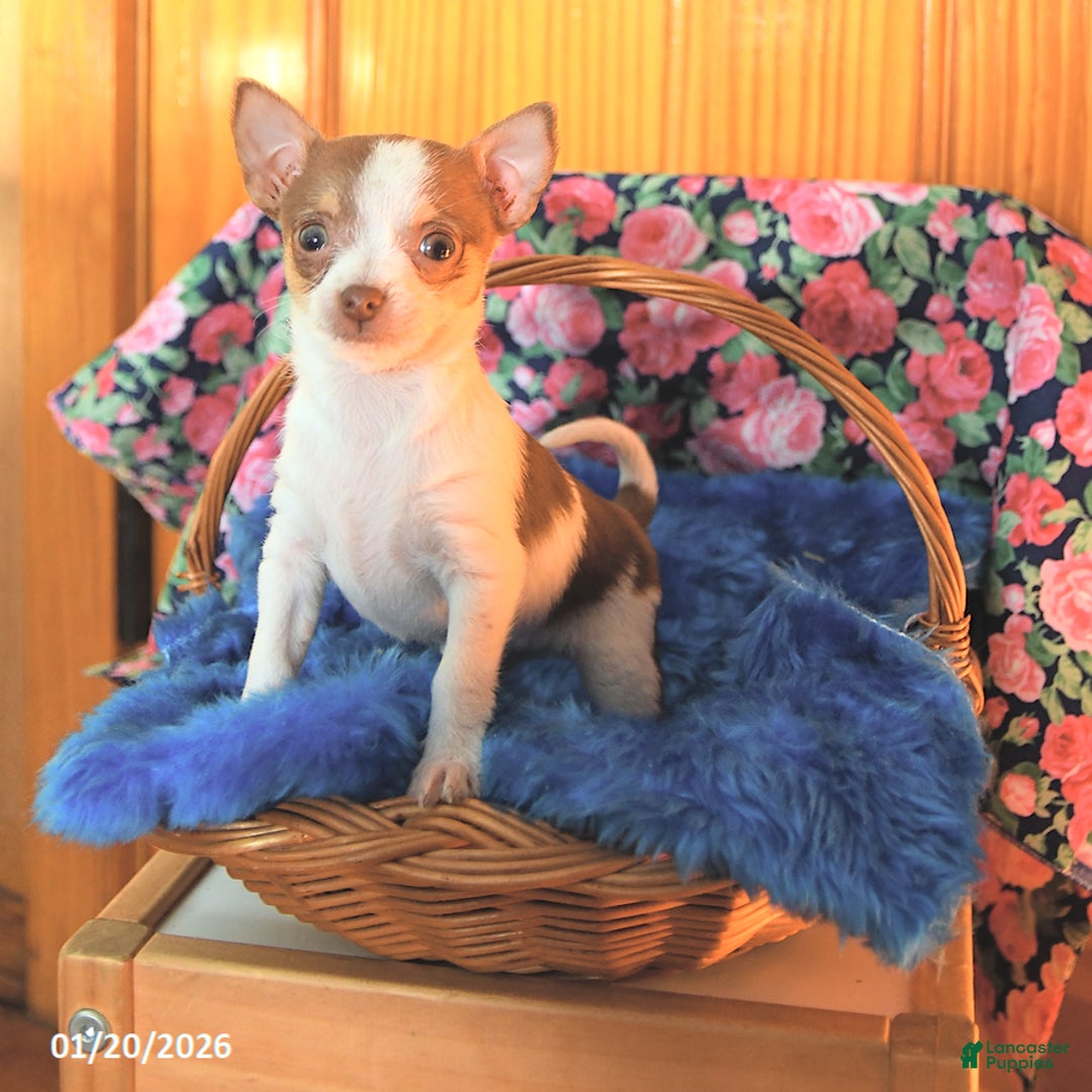 Chihuahua dogs for sale: Tag - Ad 1