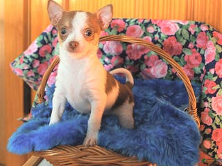 Chihuahua dogs Tag - Ad 40