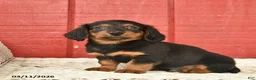Dachshund dogs for sale: Terry  - Ad 4