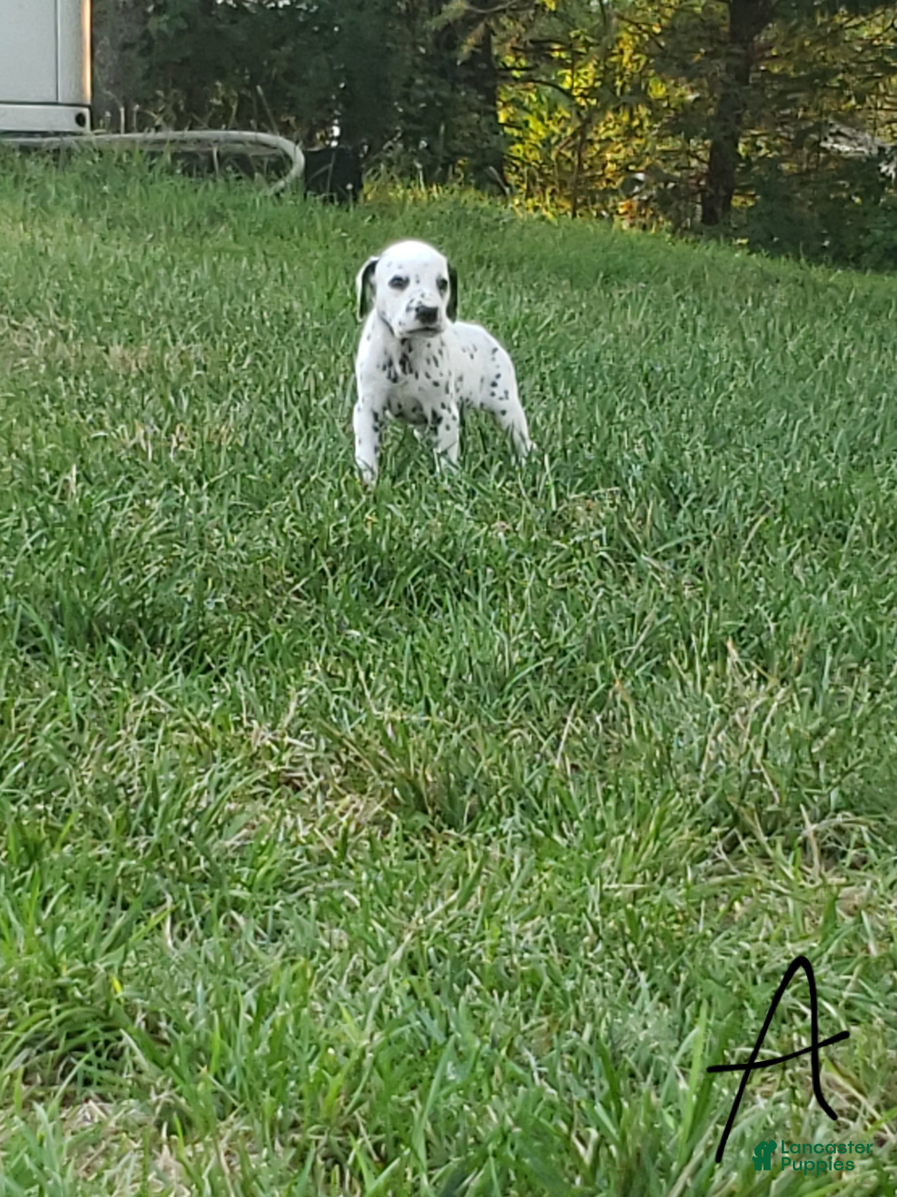 Dalmatian dogs Albert - Ad 27