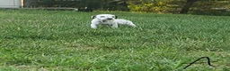 Dalmatian dogs for sale: Albert - Ad 1