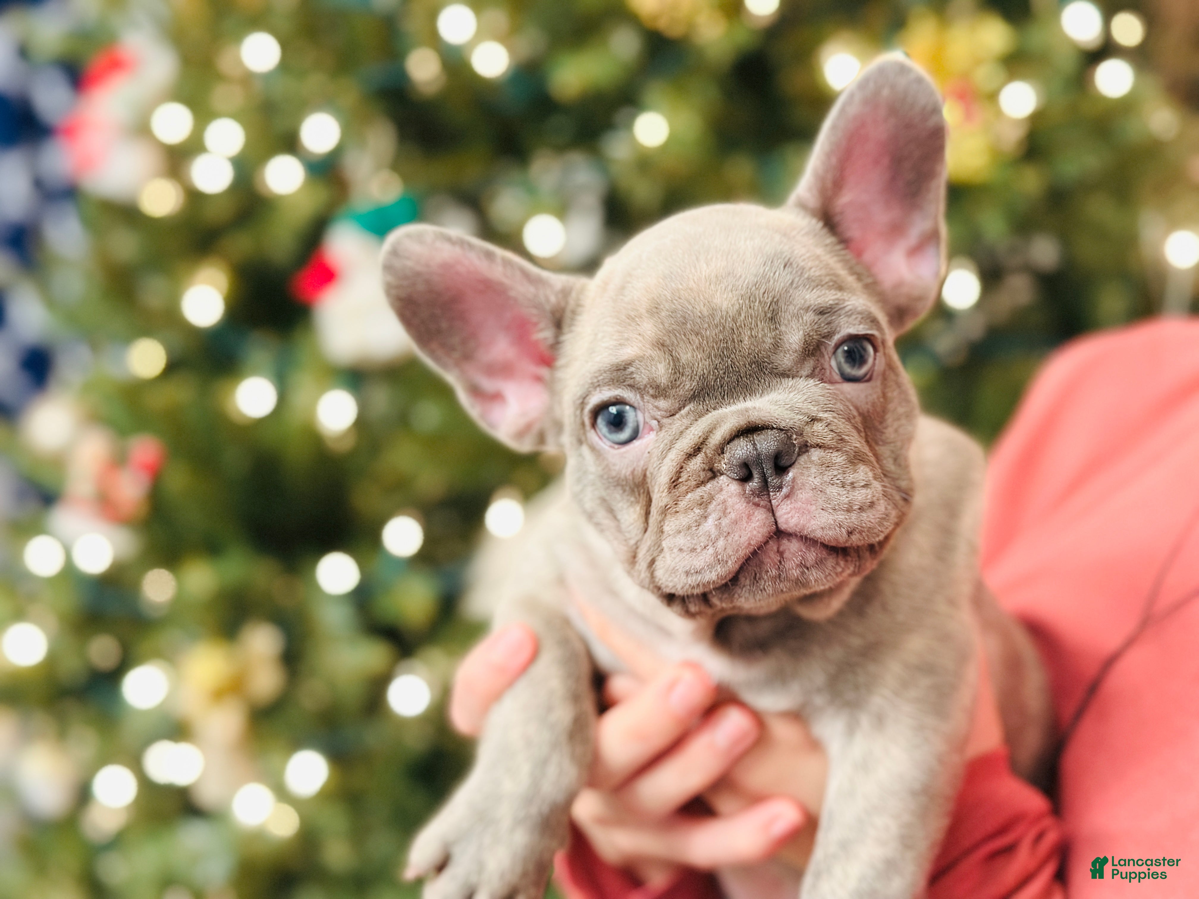 French Bulldog dogs Lilac Blue Male - Ad 3