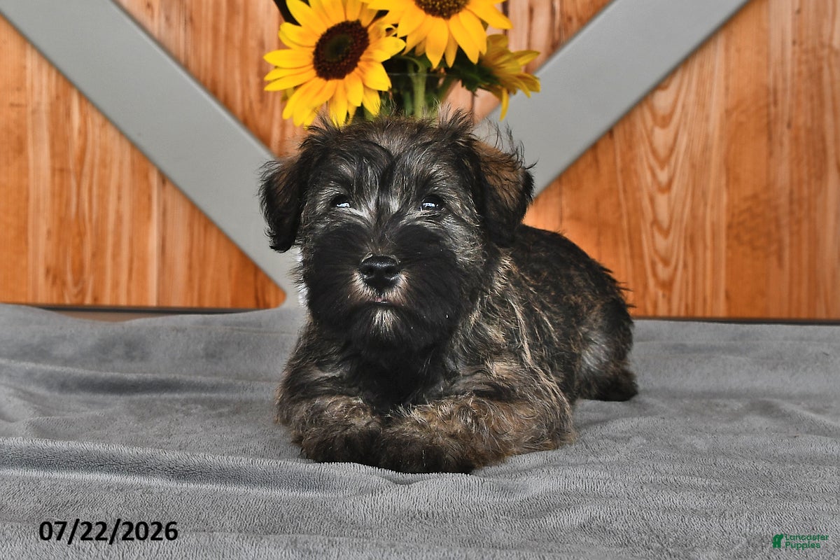 Miniature Schnauzer dogs Molly - Ad 1