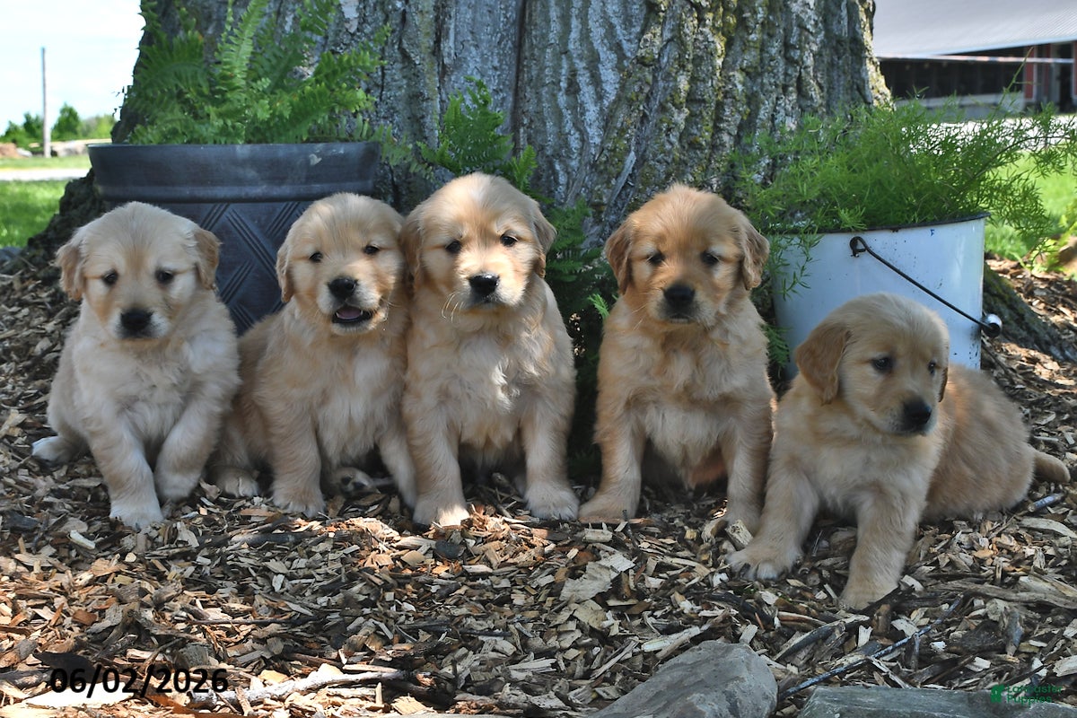 Golden Retriever dogs for sale: Callie - Ad 5