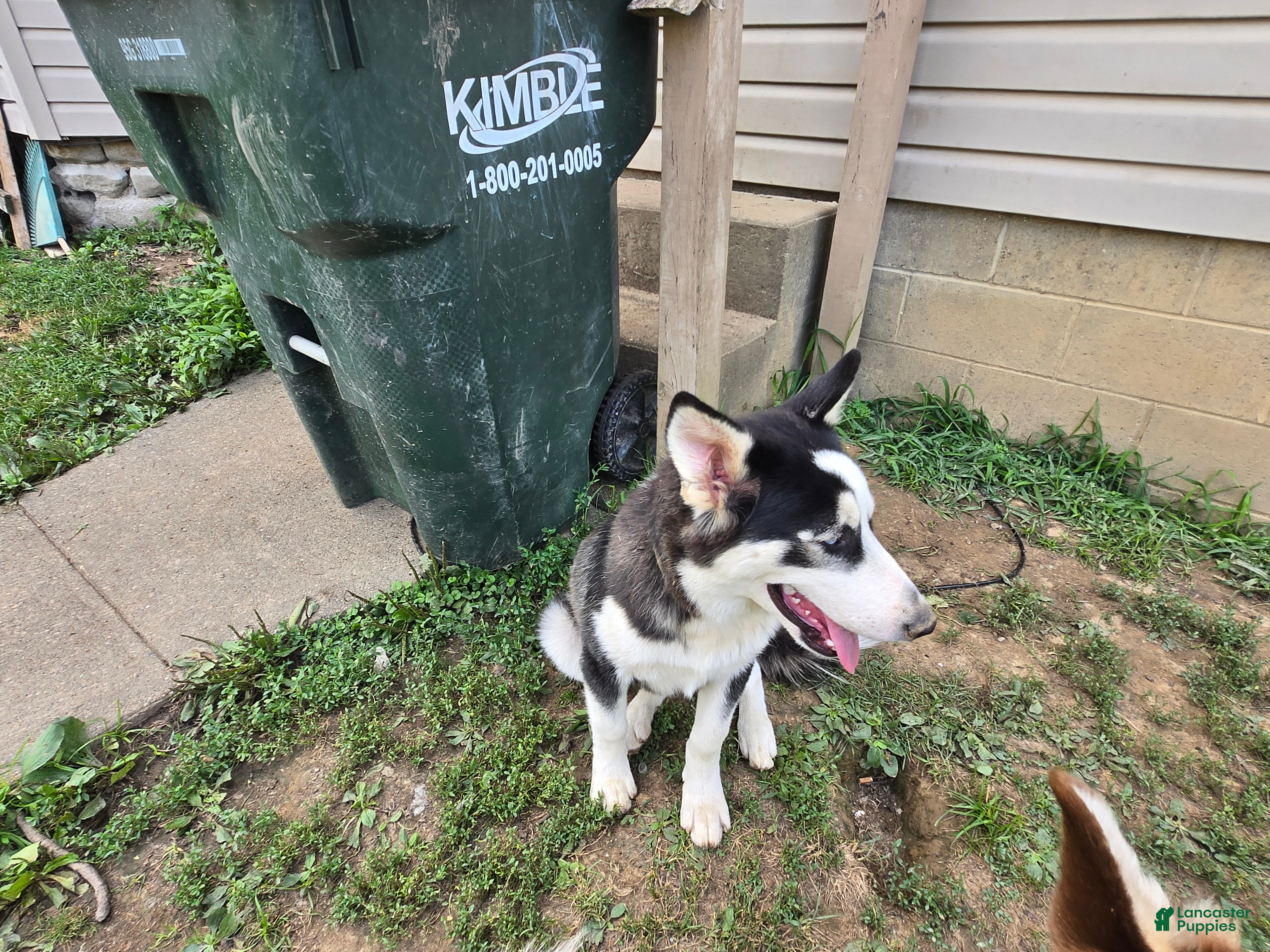 Siberian Husky dogs Freckle - Ad 1