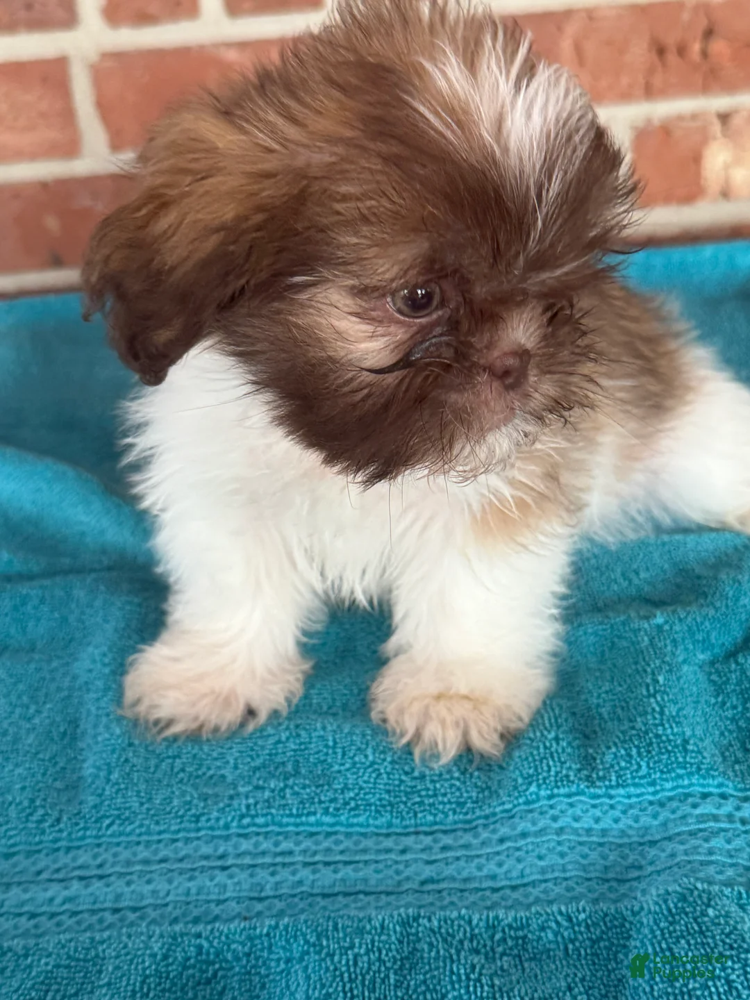 Shih Tzu dogs for sale: Shih Tzu 4 - Ad 2