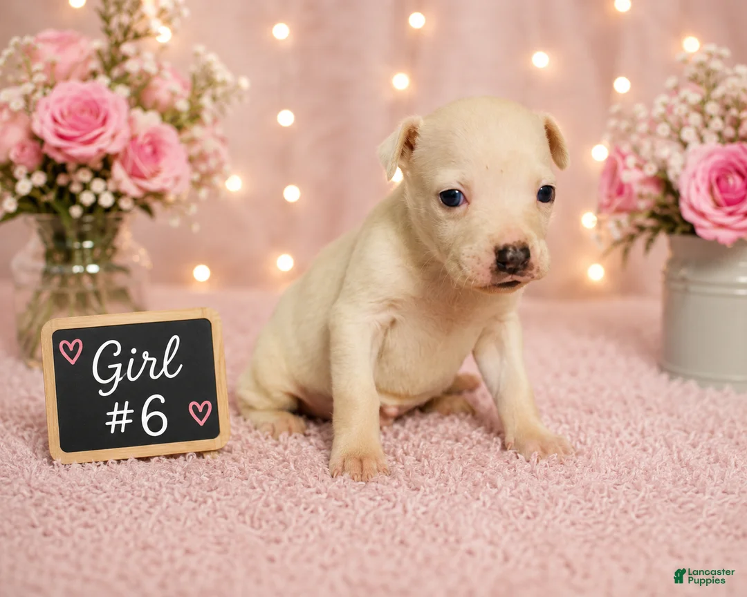 American Pit Bull Terrier dogs for sale: American Pit Bull Terrier 6 - Ad 2