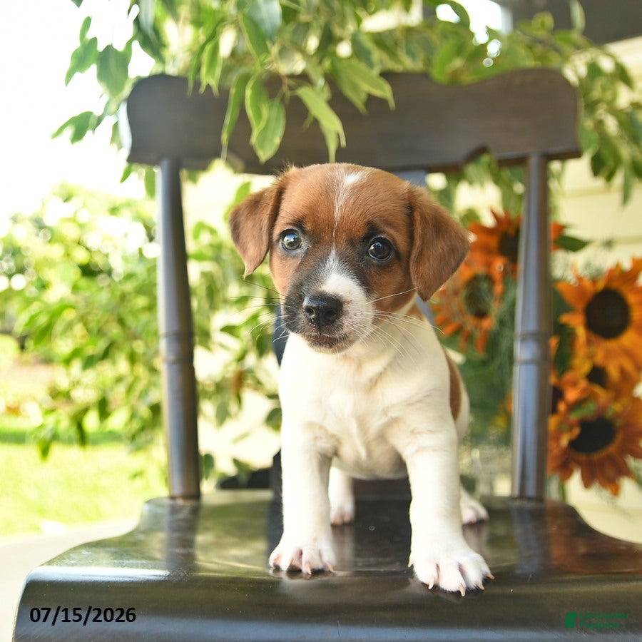 Jack Russell Terrier dogs Beauty  - Ad 2