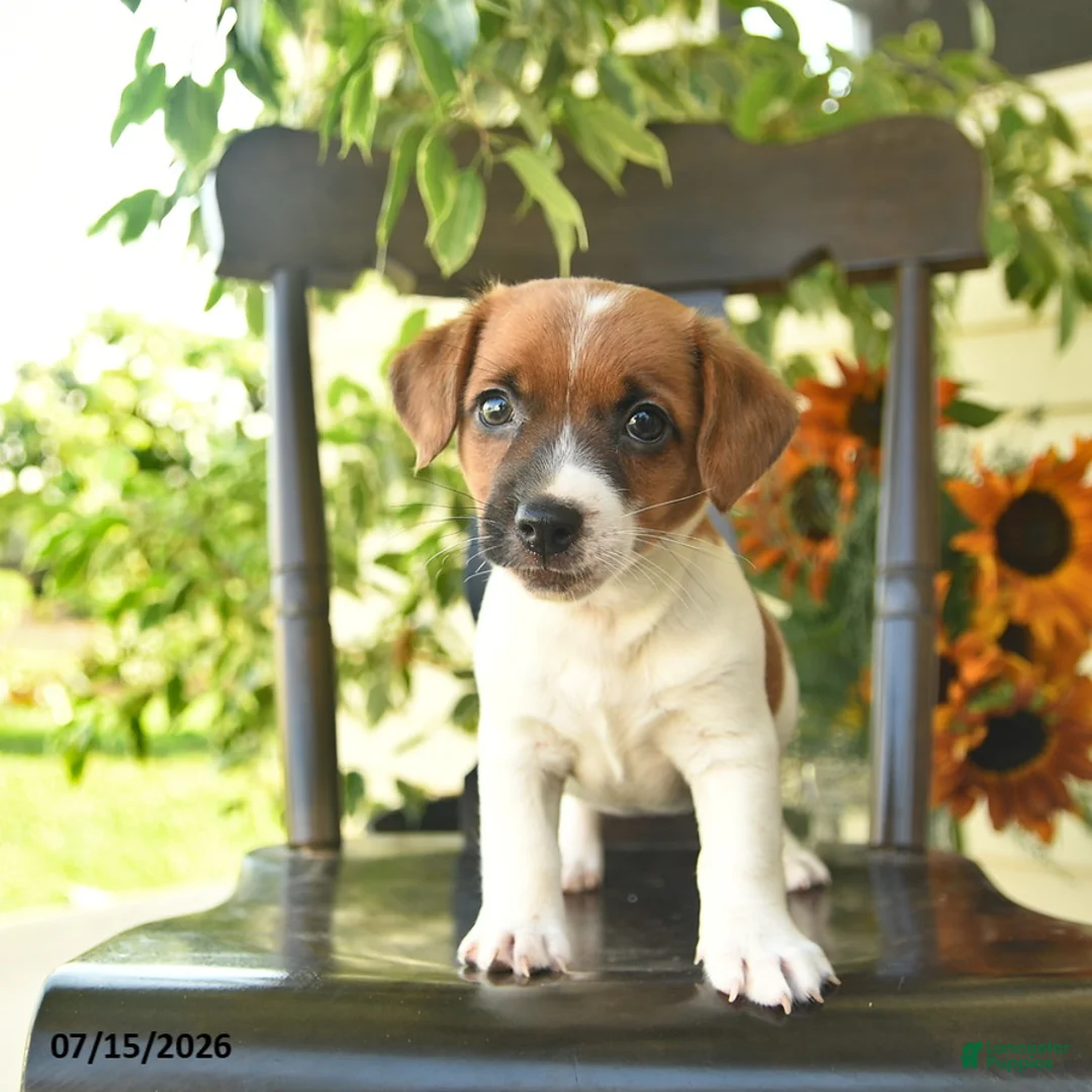 Jack Russell Terrier dogs for sale: Beauty  - Ad 2