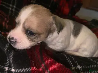 Mixed Breed dogs Toffee - Ad 1