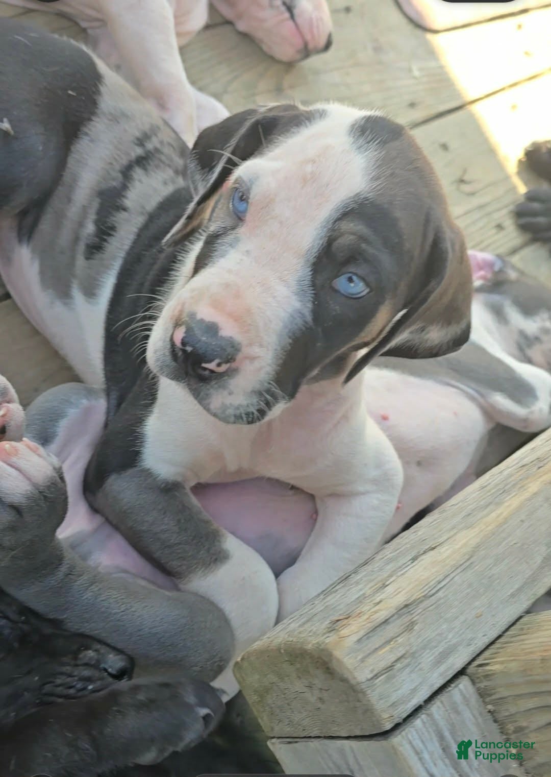 Great Dane dogs Juno - Ad 42