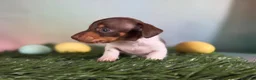 Miniature Dachshund dogs for sale: AKC SH Vinnie Parents DNA clear and & CHIC  - Ad 4