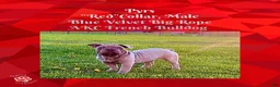 French Bulldog dogs for sale: Pyrs “Red”Collar, Male - Ad 5