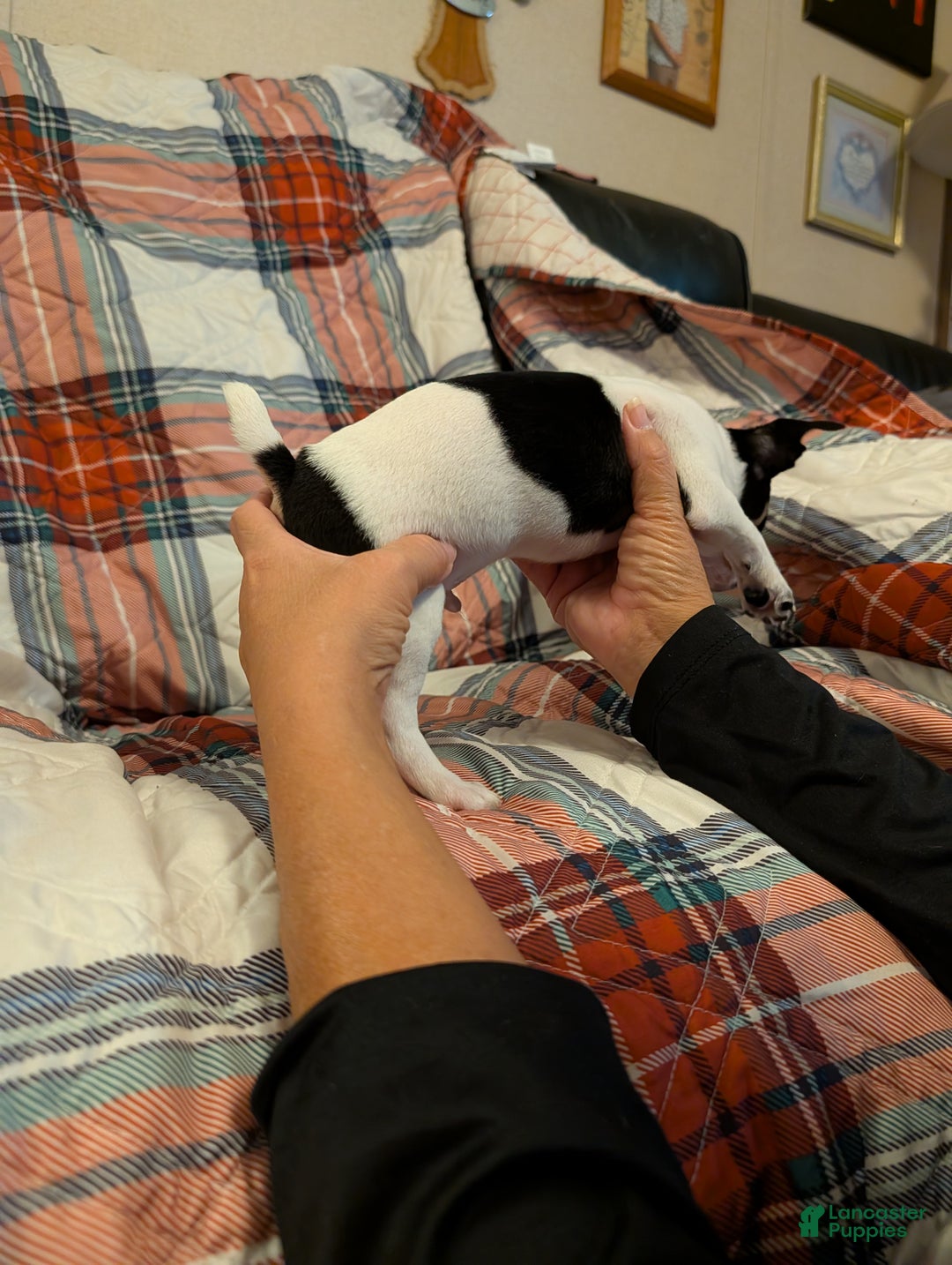 Mixed Breed dogs for sale: Ross - Ad 2