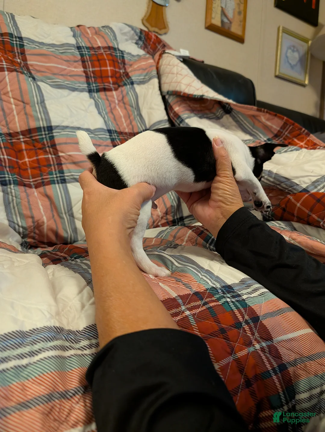 Mixed Breed dogs for sale: Ross - Ad 2