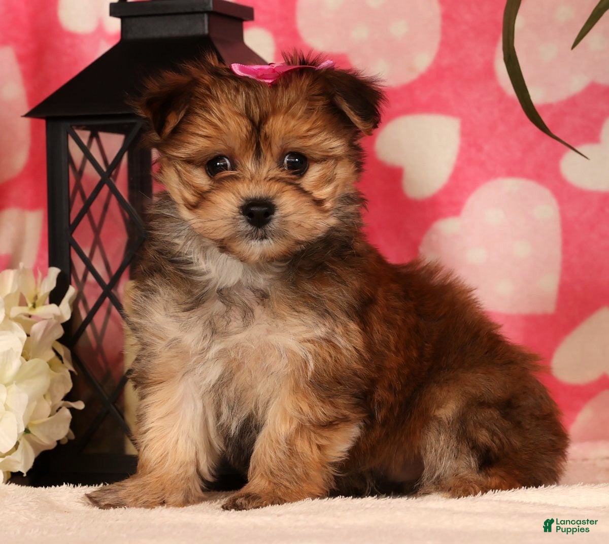 Yochon dogs Toby - Ad 1