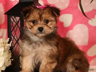 Yochon dogs Toby - Ad 1