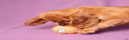 Cavalier King Charles Spaniel dogs for sale: Einstein - Ad 6