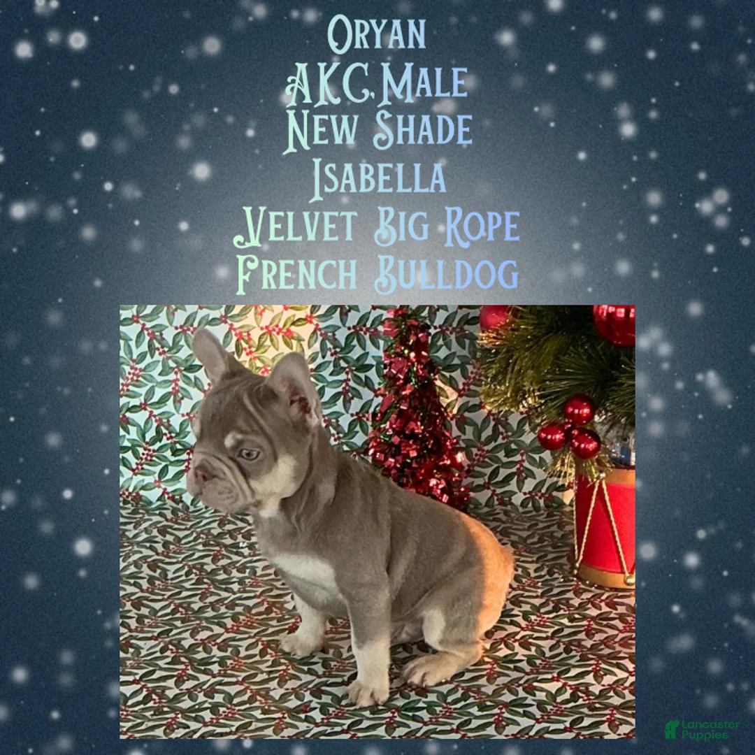 French Bulldog dogs for sale: Orion “Rare Visual Big Rope Frenchie with Tan Points & a Story to Tell” - Ad 6