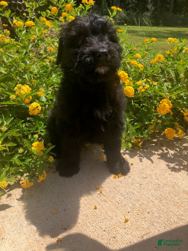 Bouvier Des Flandres dogs Bouvier Des Flandres Girl 2 - Ad 1