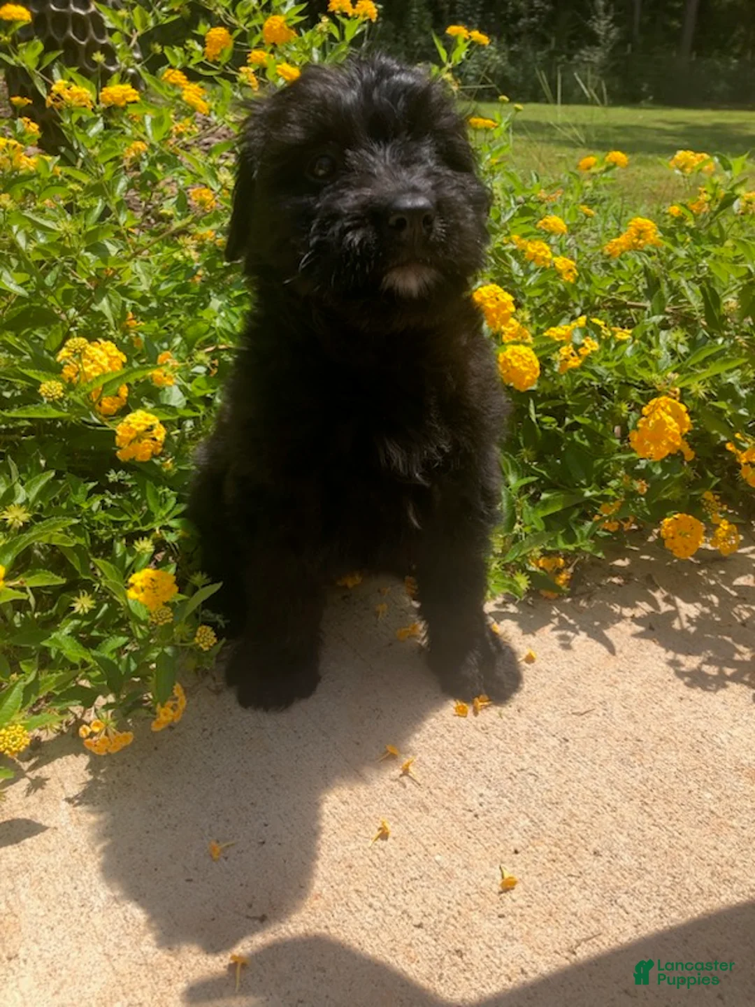 Bouvier Des Flandres dogs for sale: Bouvier Des Flandres Girl 2 - Ad 1