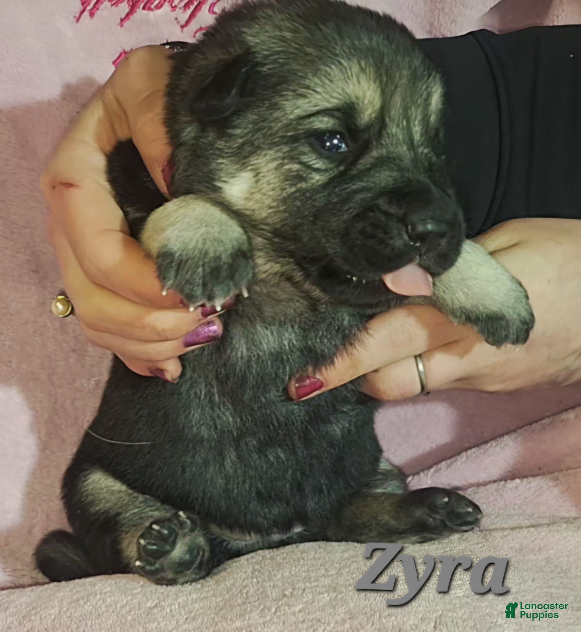 German Shepherd dogs Zyra - Ad 1