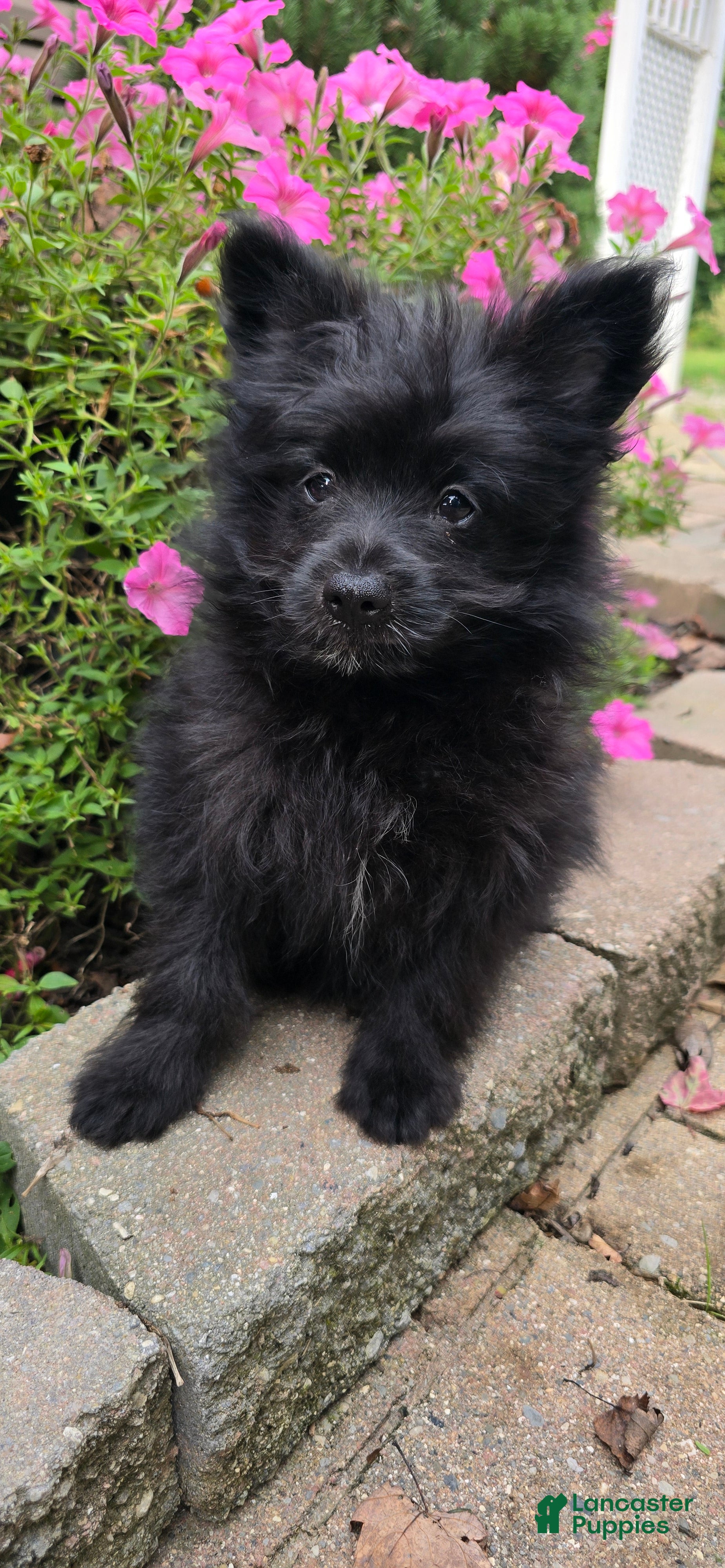 Pomapoo dogs Pomapoo 3 - Ad 1