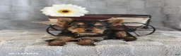 Yorkshire Terrier dogs for sale: Cookie Teacup - Ad 3