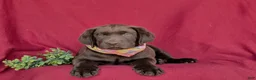 Labrador Retriever dogs for sale: Weber - Ad 7