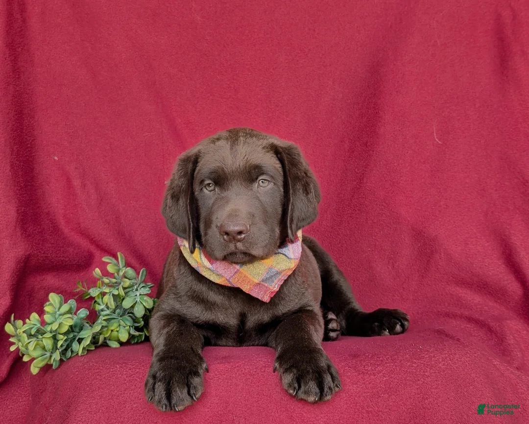 Labrador Retriever dogs for sale: Weber - Ad 7