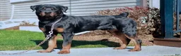 Rottweiler dogs for sale: Prudence - Ad 7