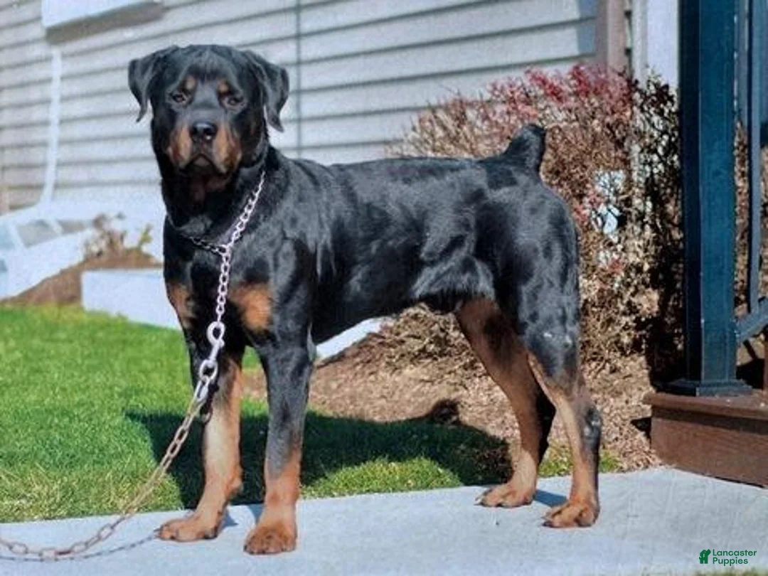 Rottweiler dogs for sale: Prudence - Ad 7