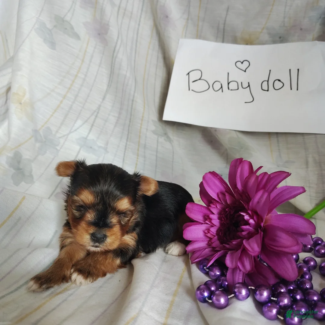 Yorkshire Terrier dogs for sale: Baby doll - Ad 5