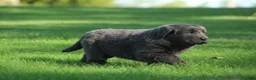 Newfoundland dogs for sale: Molly - Ad 4