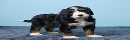 Bernedoodle dogs for sale: Jet - Ad 4