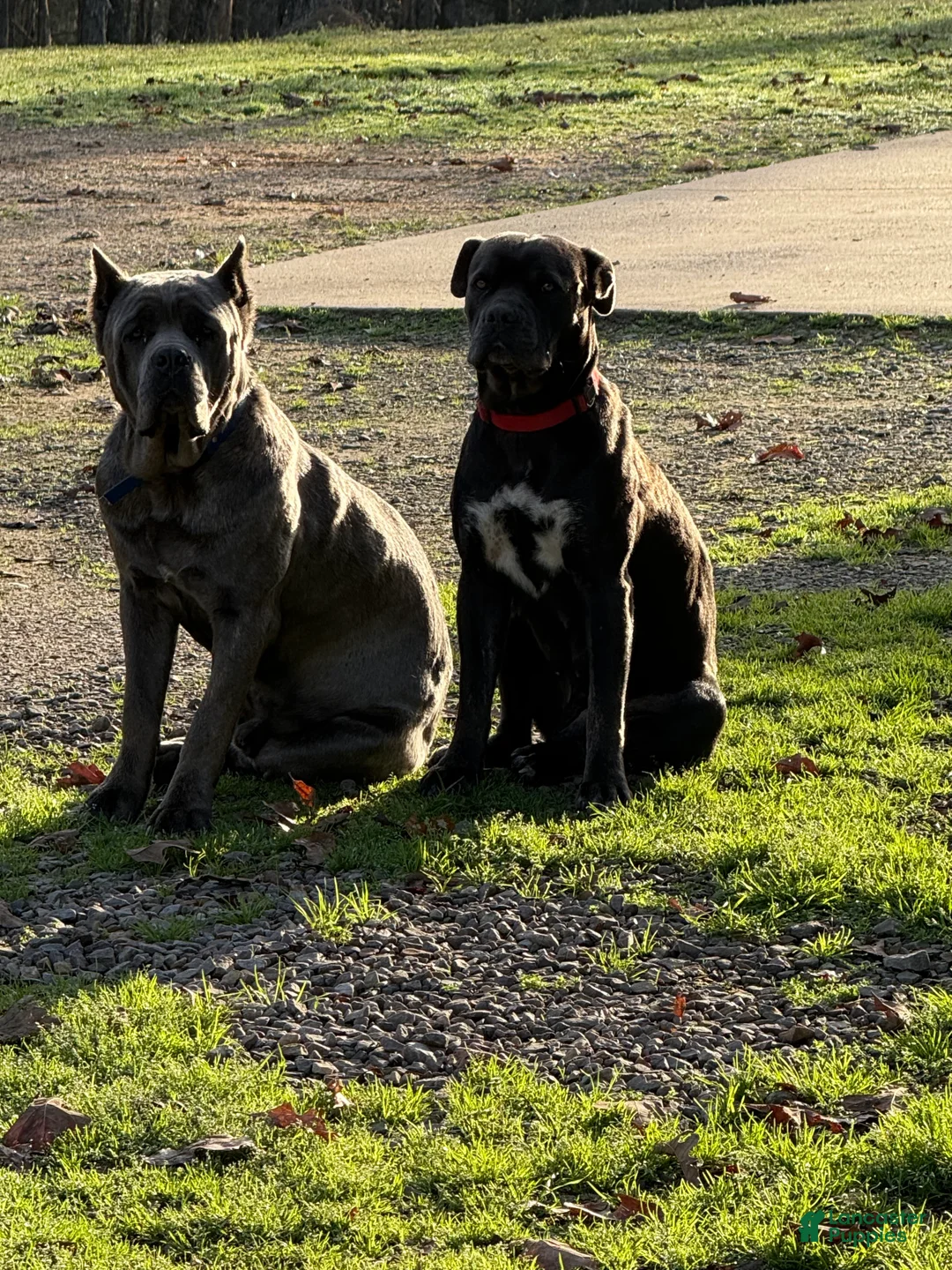 Cane Corso dogs for sale: Cane Corso Puppy 2 - Ad 2