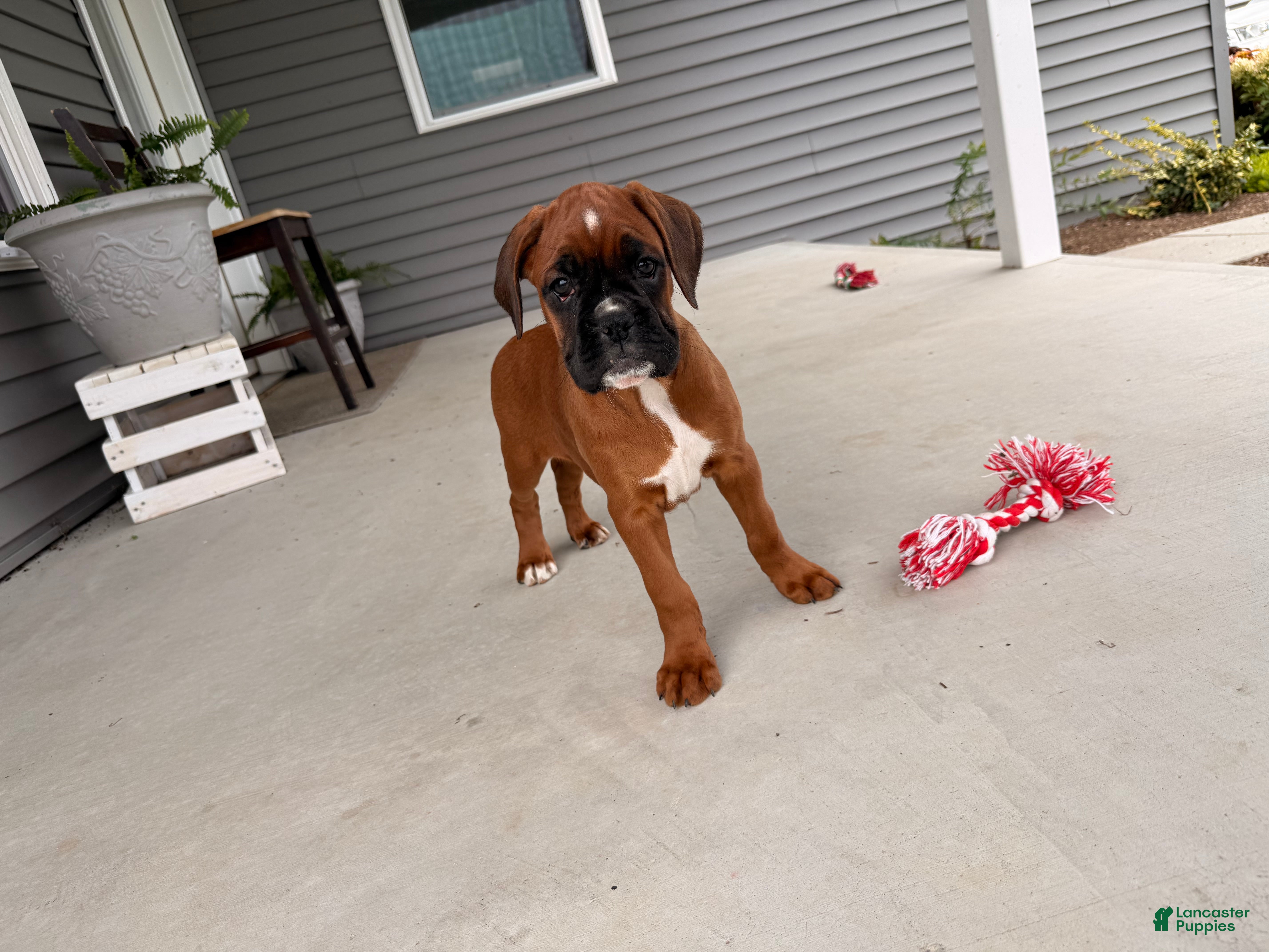 Boxer dogs  Emily - Ad 1