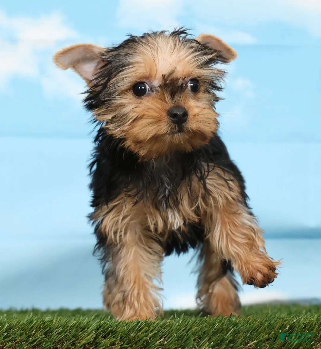 Yorkshire Terrier dogs for sale: Xana - Ad 2