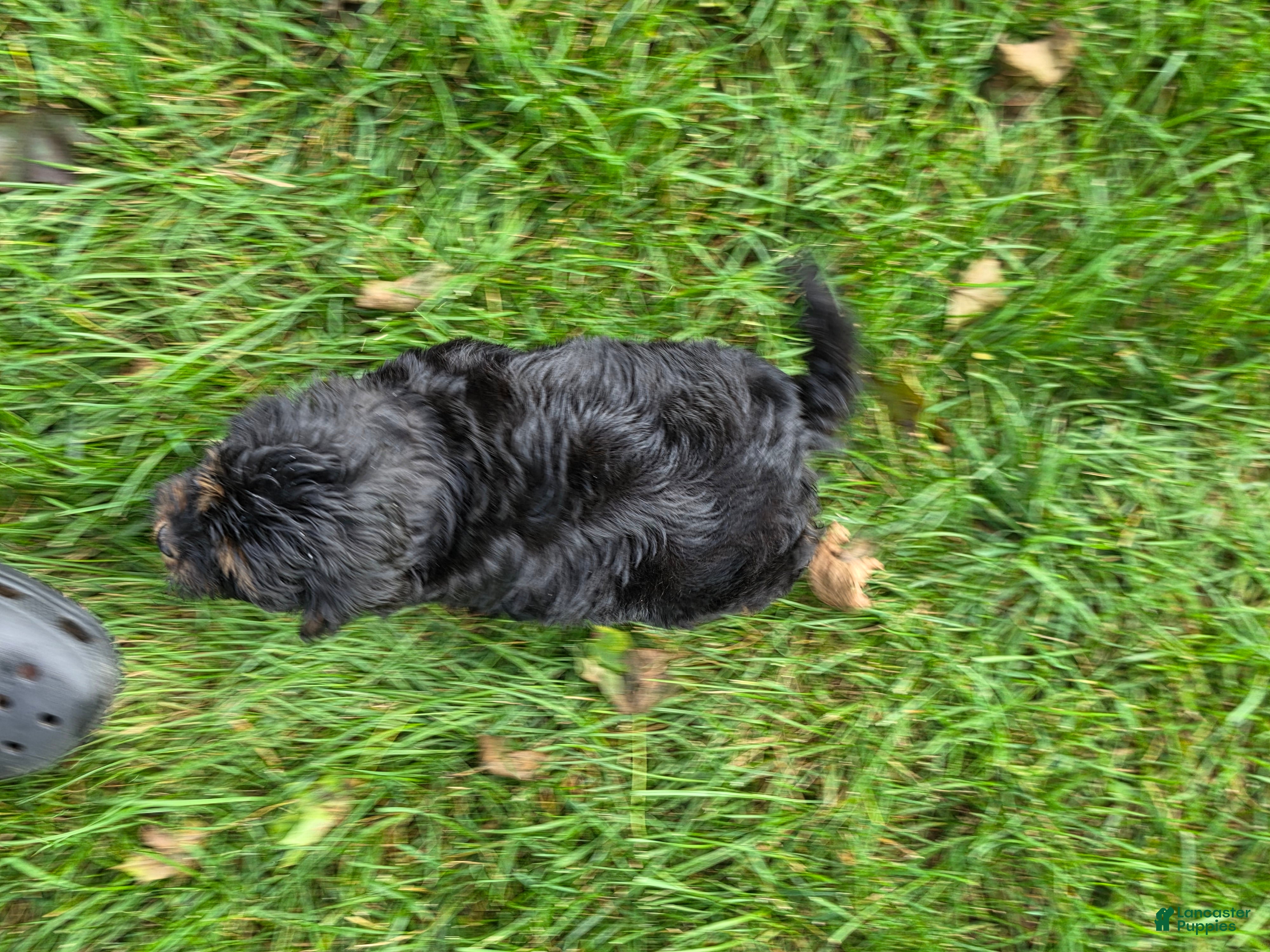 Cavapoo dogs for sale: Rio - Ad 2