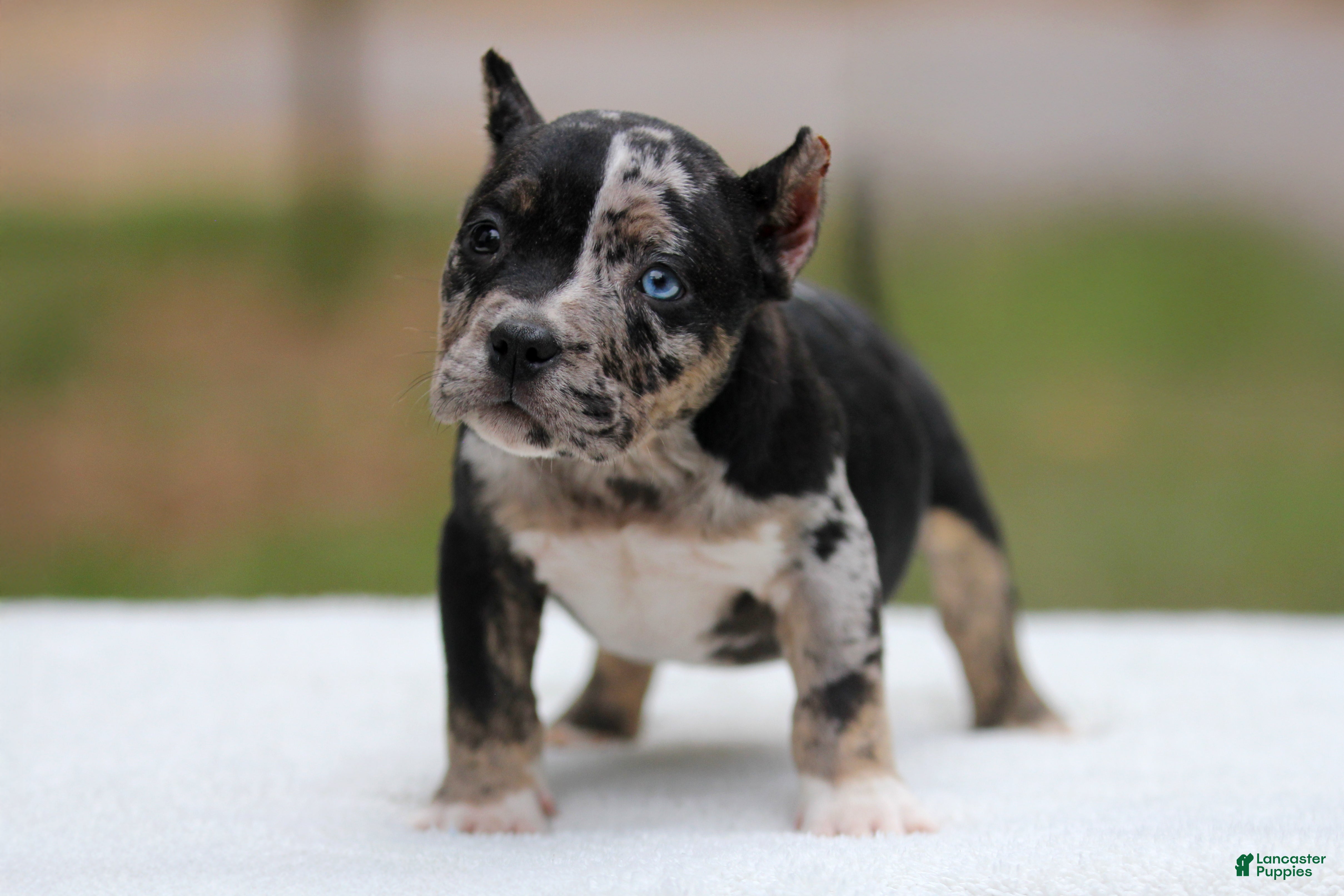 American Bully dogs Black Tri Merle Split Face Female - Ad 1