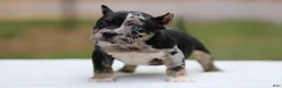 American Bully dogs for sale: Black Tri Merle Split Face Female - Ad 1