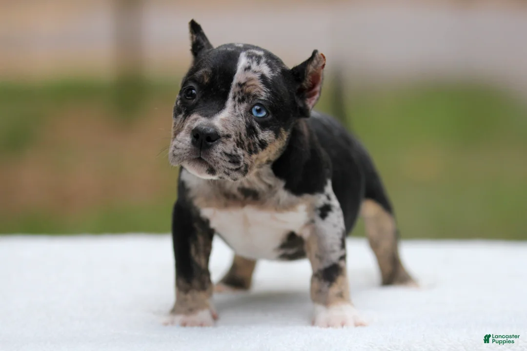 American Bully dogs for sale: Black Tri Merle Split Face Female - Ad 1
