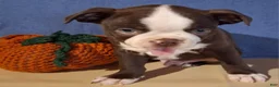 Boston Terrier dogs for sale: Ira - Ad 5